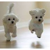 Sul Sha's photo