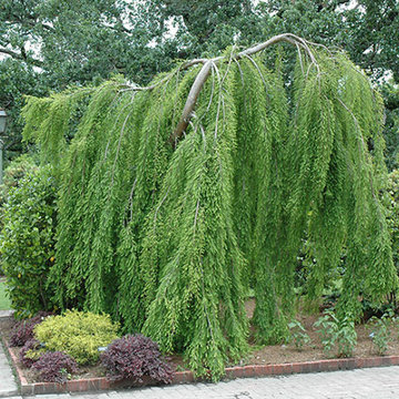 Weeping Baldcypress 'Falling Waters'