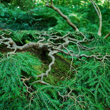 Moss garden