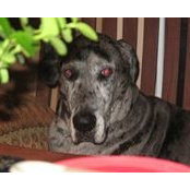 Sandra Yerkey-Shanaberger's photo