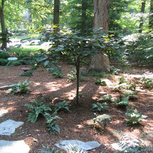 Fern Gardens