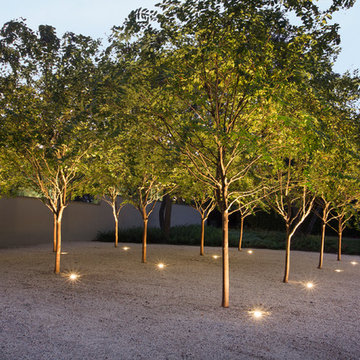 Uplit Bosque Trees