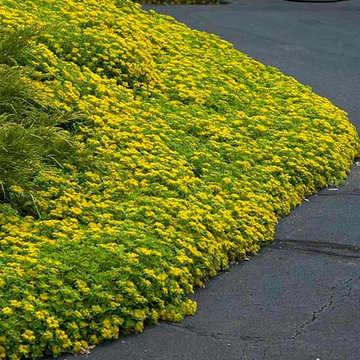 Sedum