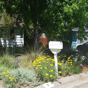 Colorful native CA plants replace a lawn