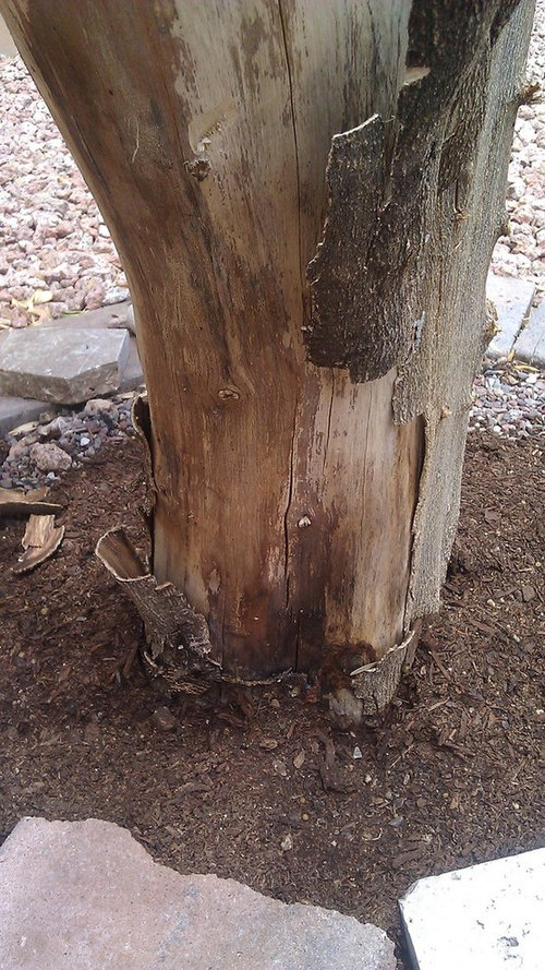 Orange Tree Barking Peeling & Hole at Trunk