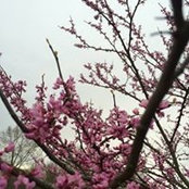 Lori Snow's photo