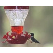 Lisa Snelling's photo