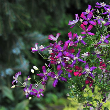 'Sweet Summer Love' Clematis