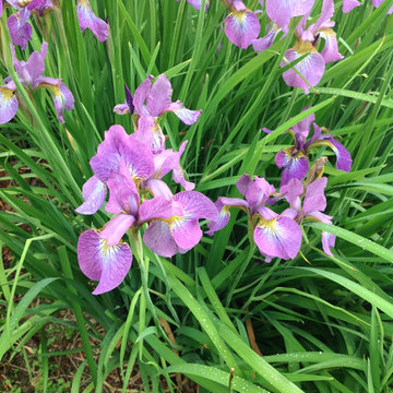 Glendale: 20 years of Soul Conservation, near Somerset, VA