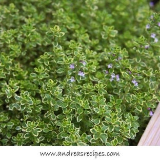 creeping lemon thyme ground cover creeping lemon thyme ground cover