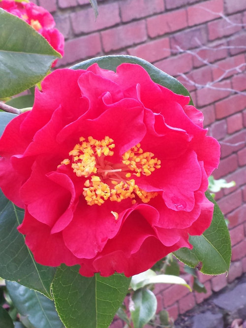 Camellia Identification in Australia