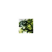 Lauren Nesmith's photo