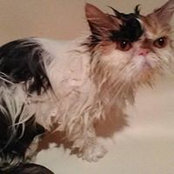 Albert Lemos's photo