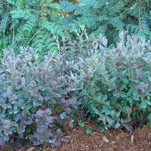 � Blueberries