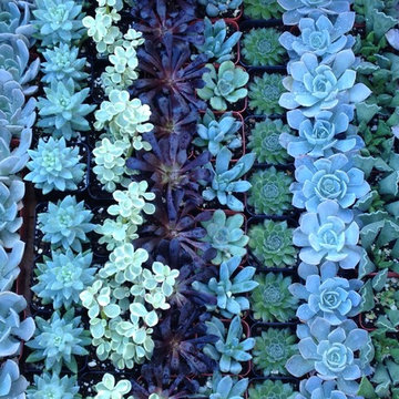 Green Wall - Small Residence