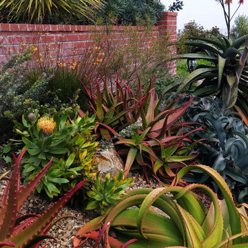 Succulent Lawn-Replacement