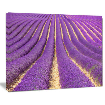 Beautiful Pattern of Blooming Lavender, Large Flower Canvas Wall Art, 20"x12"