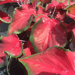 Current Featured Plants - Products