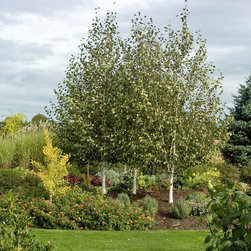 Whitebarked Himalayan Birch - Plants