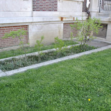 Yard ideas