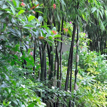 Bamboo Retreat
