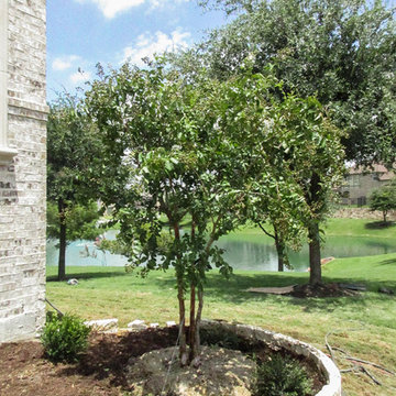 Natchez Crape Myrtle