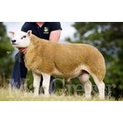 Oberstown Texels's photo