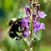 Samantha Ward-Phillips's photo