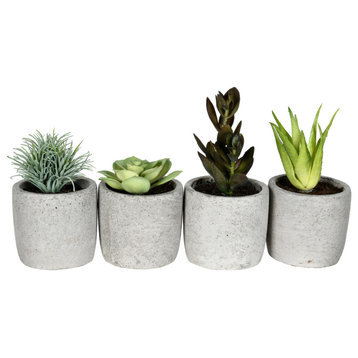 Vickerman FV192246 6" Artificial Assorted Potted Succulents, Set of 4