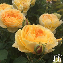 roses