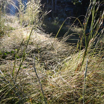 Lake Claire Meadow Garden