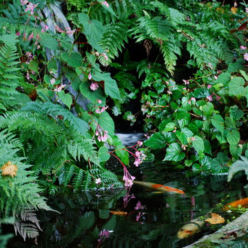 Woodland garden 1