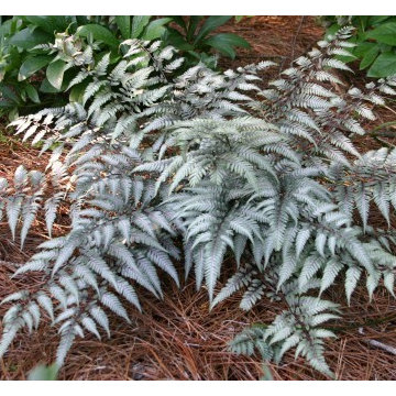 Japanese Painted Fern