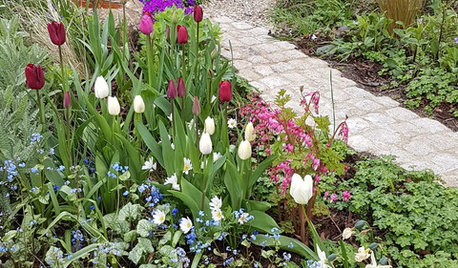 Which Shade-loving Bulbs to Plant Now for Spring
