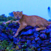Rahul Ranpariyas foto