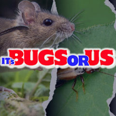 It's Bugs or Us Pest Control - Springtown