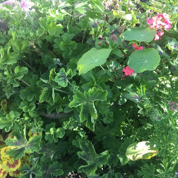 Country garden