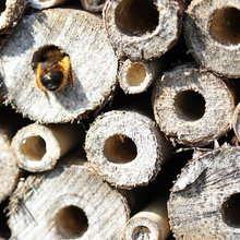 Bee Hotel