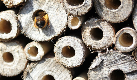 Hive Society: A Recipe for Bees in Your Own Backyard