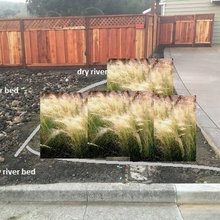 grasses