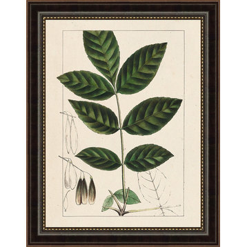Silva Leaves I' Vintage Botanical Framed Fine Art, 14.5x18.5"