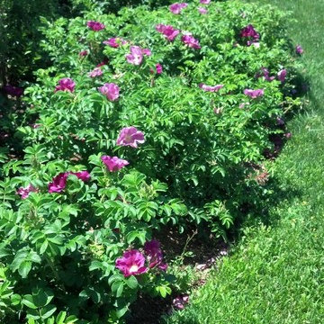 My Landscaping Work