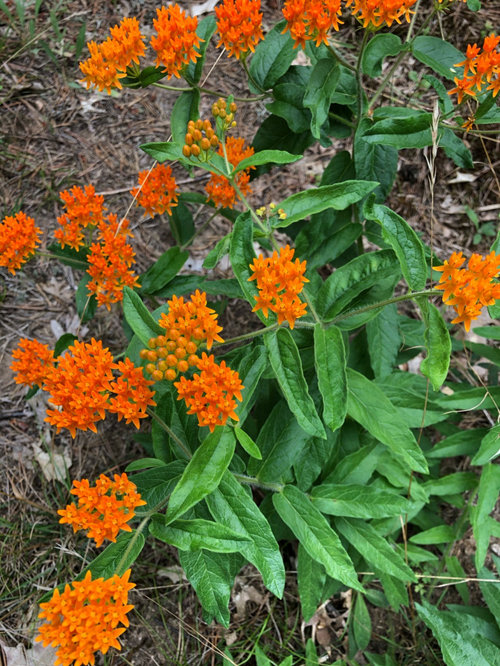 Name this Zone 5b orange wild flower!!
