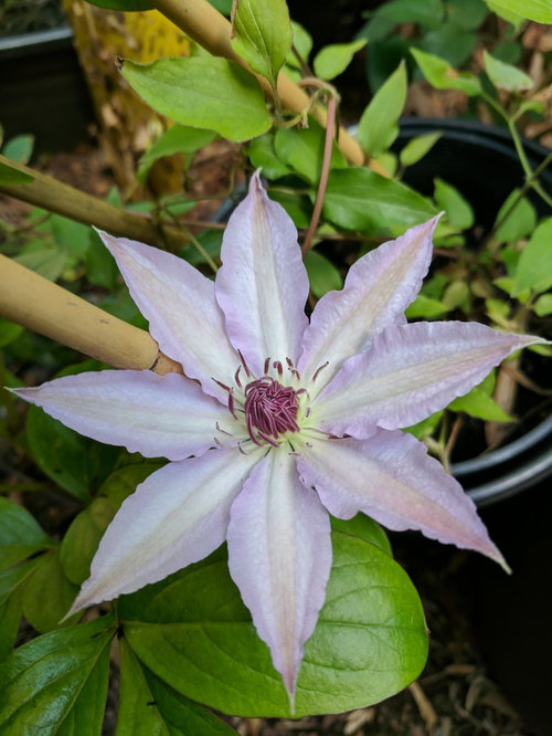 First clematis to bloom