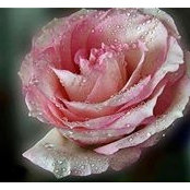 Lorene Anderson's photo
