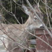 Yves Marcotte's photo