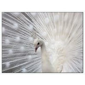 Marlena J Malkowitz's photo