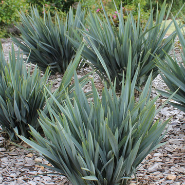 Dianella Clarity Blue™