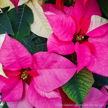 Interior Holiday Decor