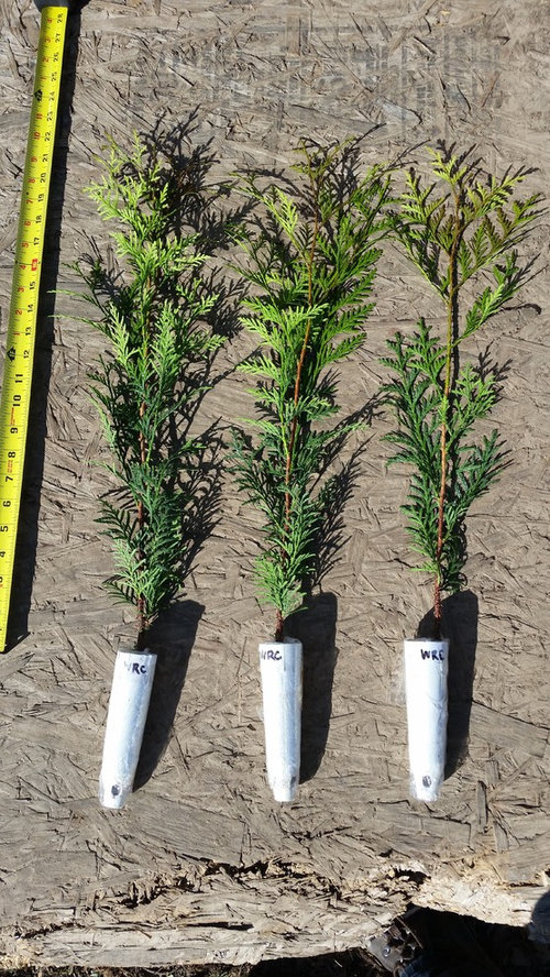 Western Red Ceder and Port Orford Cedar